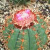 Melocactus_intortus